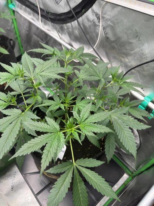 Parament G. Week 3