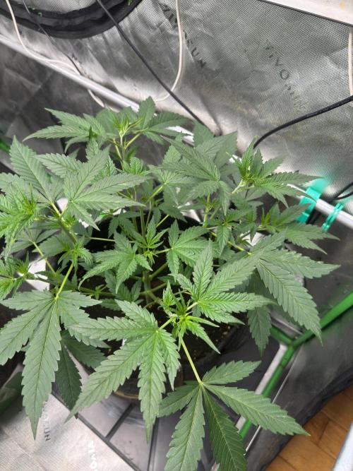 Parament G. Week 3