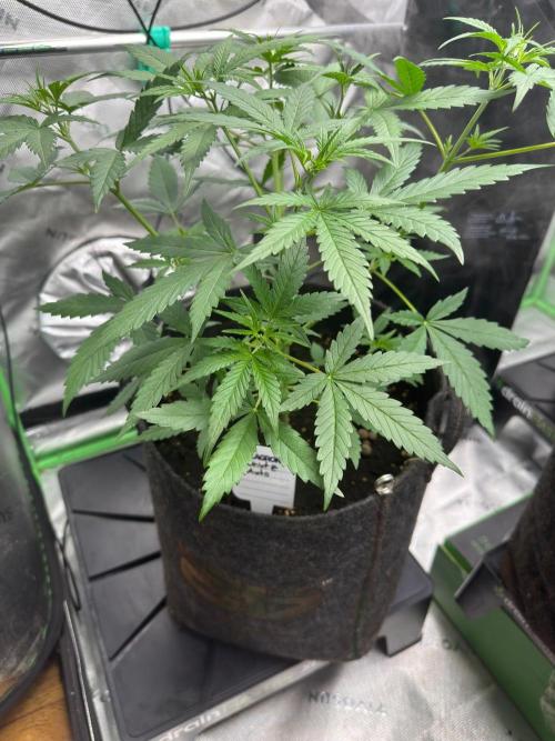 Donutz. Week 3