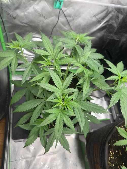 Donutz. Week 3
