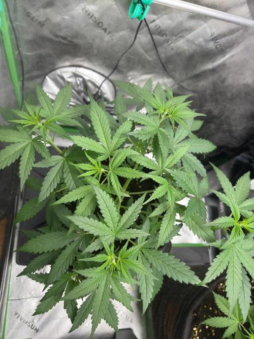 Donutz. Week 3