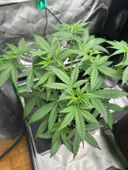 Donutz. Week 3