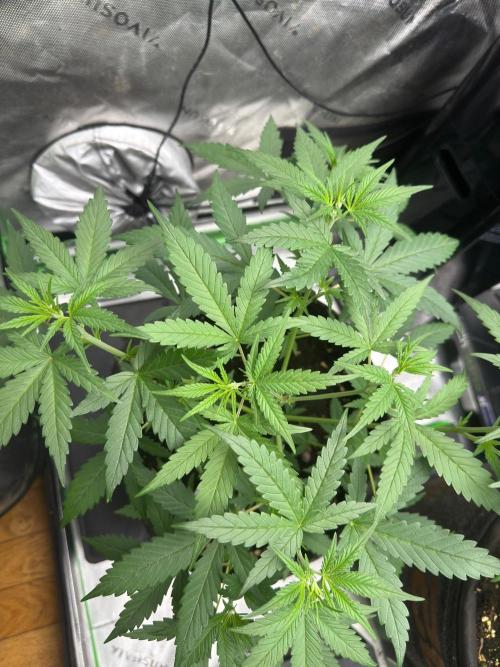 Donutz. Week 3
