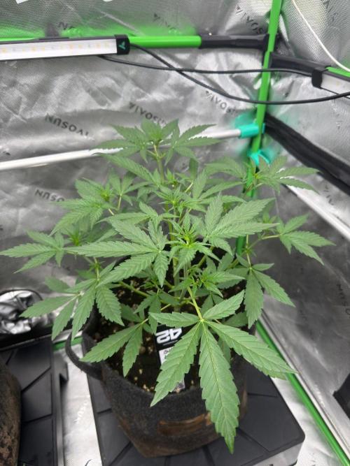 GMOAuto@Fastbuds. Week 3