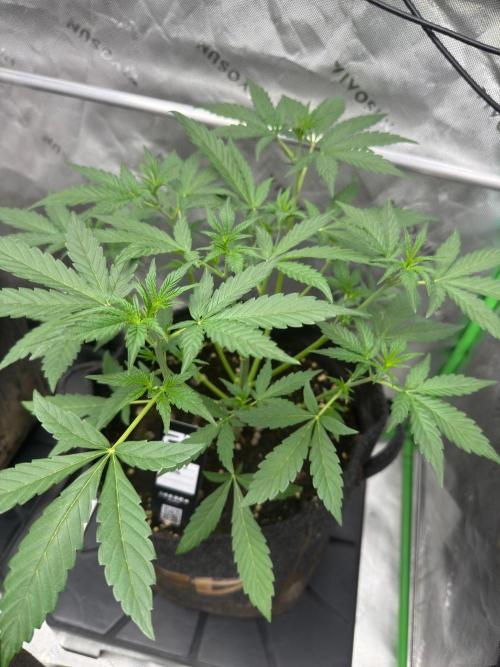 GMOAuto@Fastbuds. Week 3