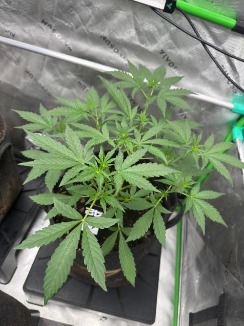 GMOAuto@Fastbuds. Week 3