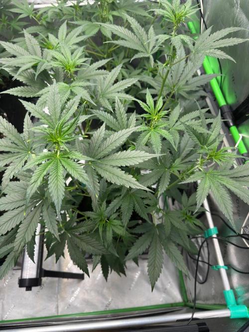Parament G. Week 4
