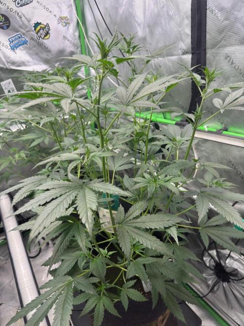 Parament G. Week 4