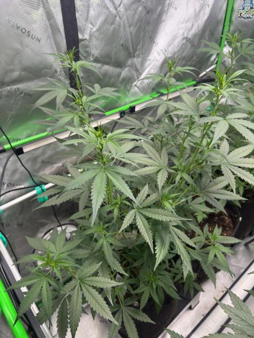 Donutz. Week 4