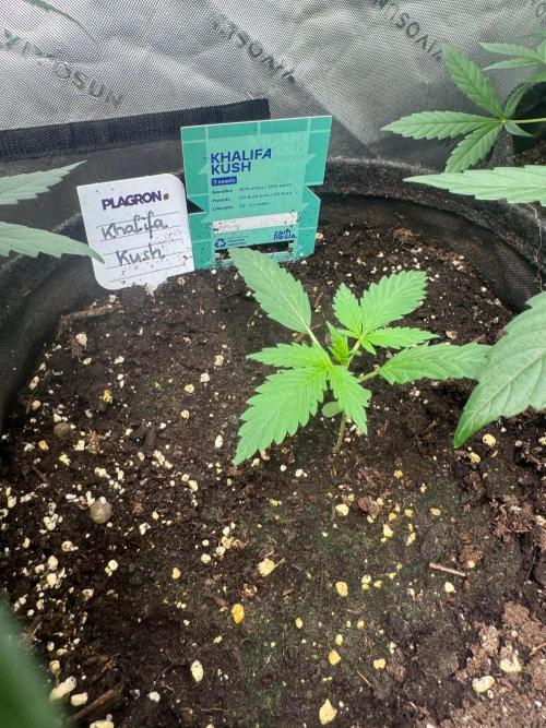 Khalifa Kush Auto. Week 1