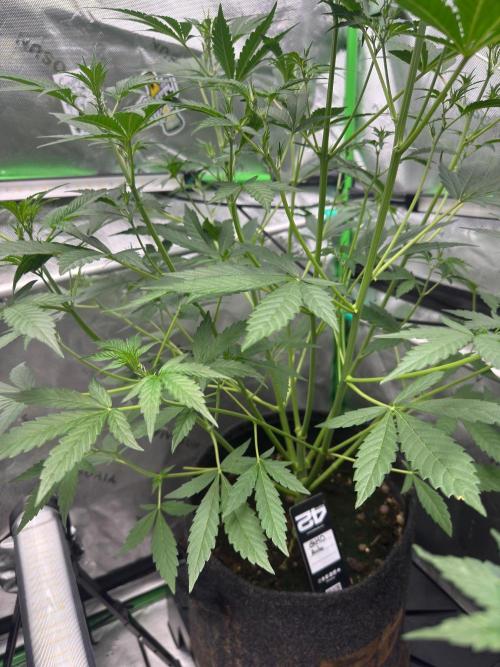 GMOAuto@Fastbuds. Week 4