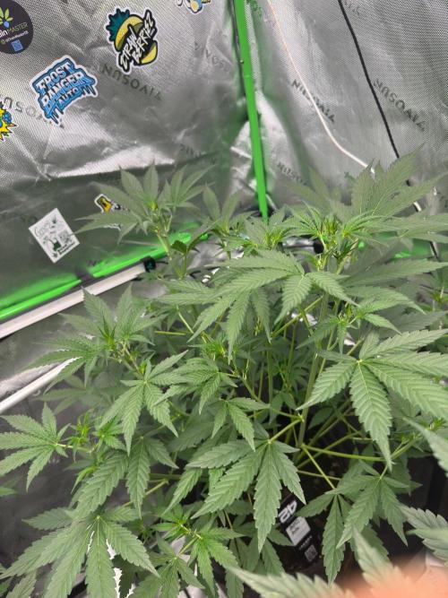 GMOAuto@Fastbuds. Week 4
