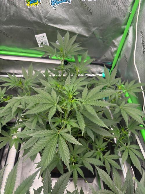 GMOAuto@Fastbuds. Week 4