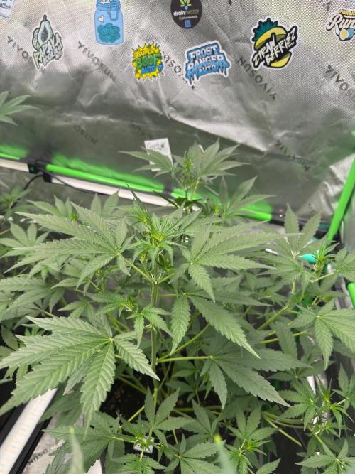 GMO Auto. Week 4