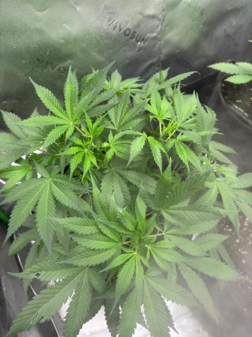 Pinapple OG @Fastbuds. Week 4