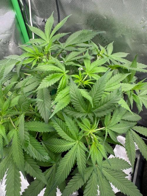 Pinapple OG @Fastbuds. Week 4