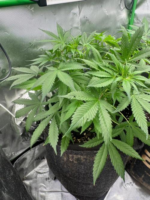 Pinapple OG @Fastbuds. Week 4