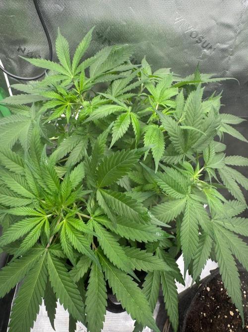 Pineapple OG Auto. Week 4
