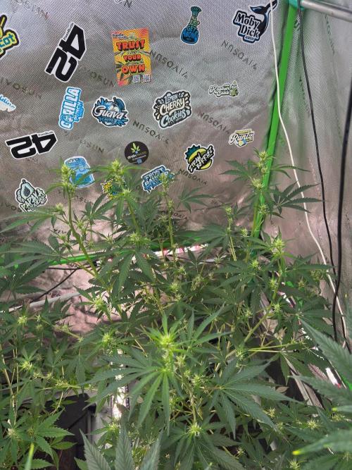 GMOAuto@Fastbuds. Week 5