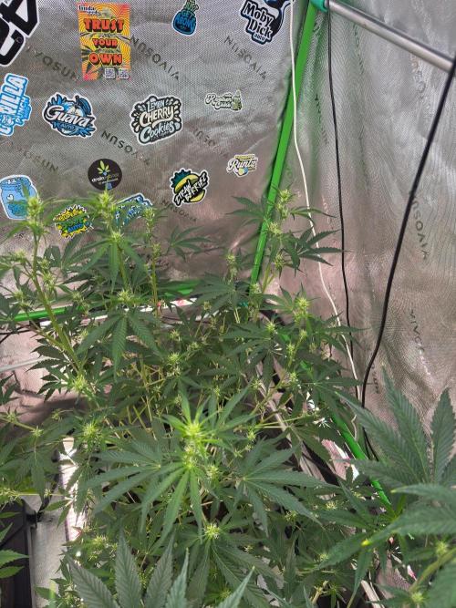 GMOAuto@Fastbuds. Week 5
