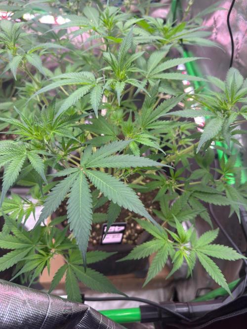 Pinapple OG @Fastbuds. Week 5
