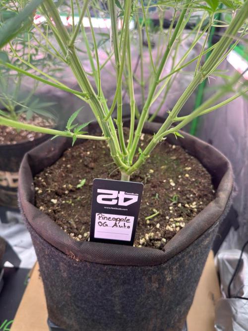 Pinapple OG @Fastbuds. Week 5