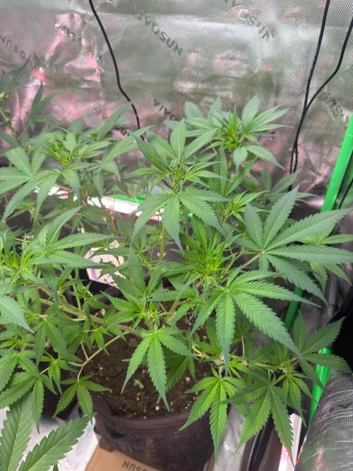 Pinapple OG @Fastbuds. Week 5