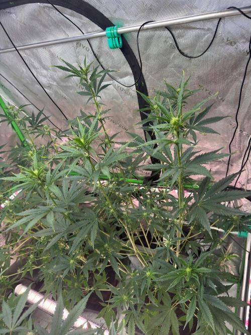 Parament G. Week 5