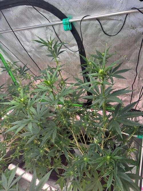 Parament G. Week 5
