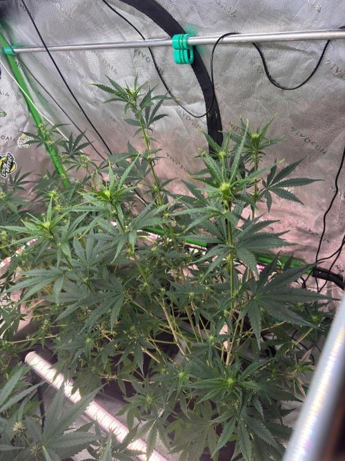 Parament G. Week 5