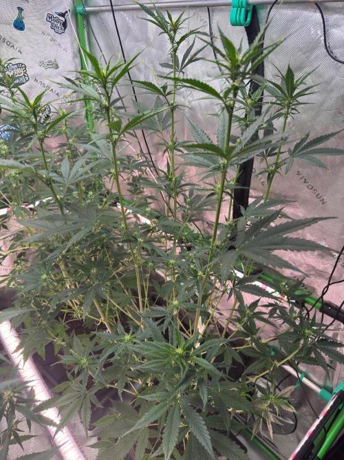 Parament G. Week 5