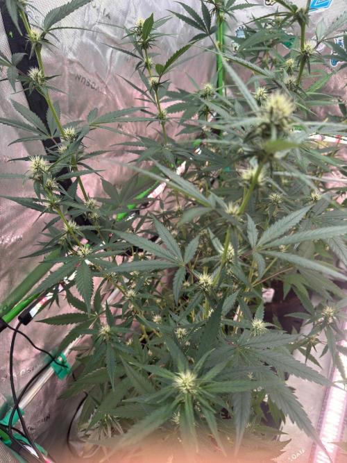 Donutz. Week 5