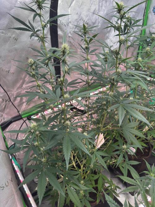 Donutz. Week 5