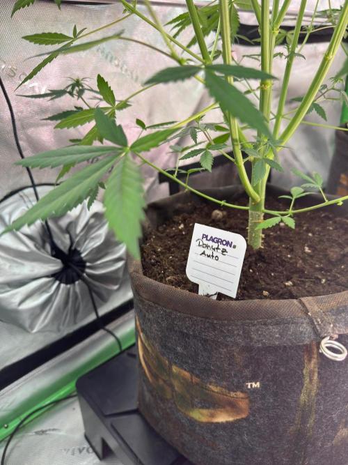 Donutz. Week 5