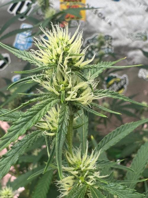 GMOAuto@Fastbuds. Week 6