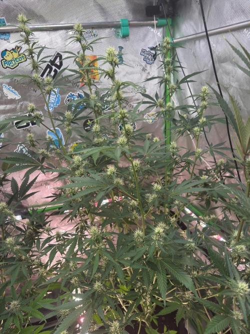 GMOAuto@Fastbuds. Week 6
