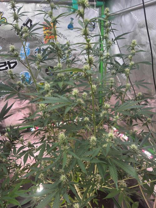 GMOAuto@Fastbuds. Week 6