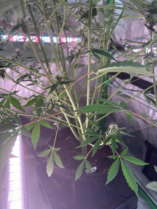 GMOAuto@Fastbuds. Week 6