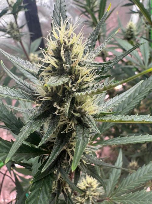 Donutz. Week 6