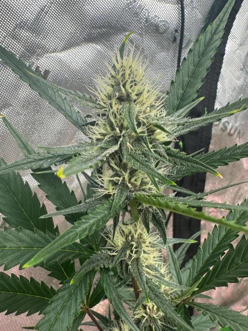 Donutz. Week 6