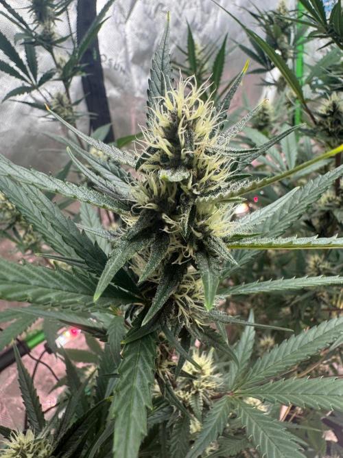 Donutz. Week 6