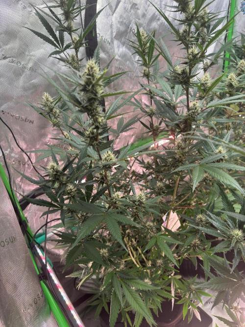 Donutz. Week 6