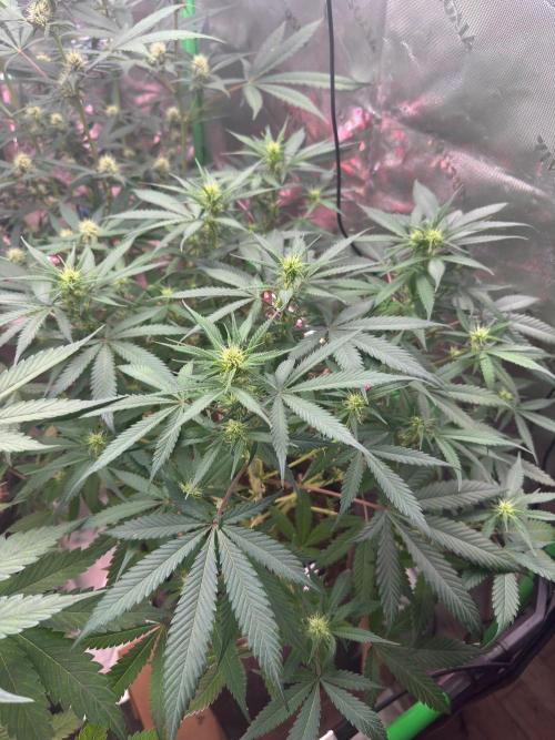 Pinapple OG @Fastbuds. Week 6