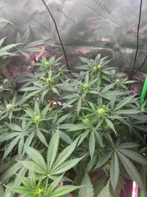 Pinapple OG @Fastbuds. Week 6
