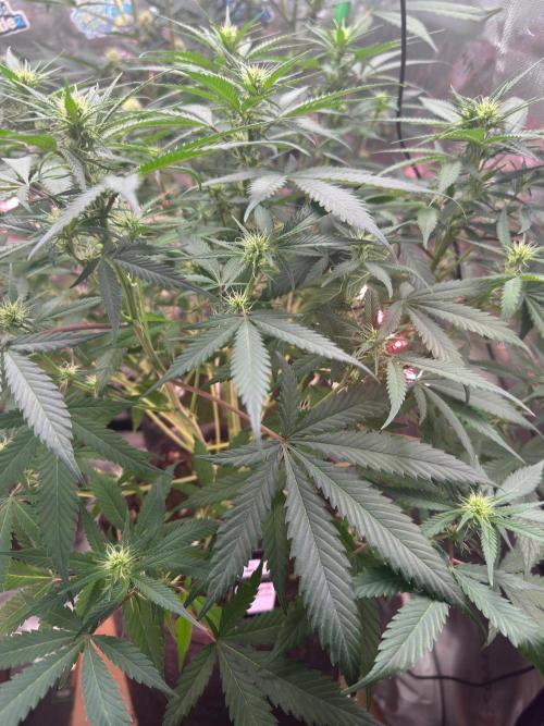 Pinapple OG @Fastbuds. Week 6
