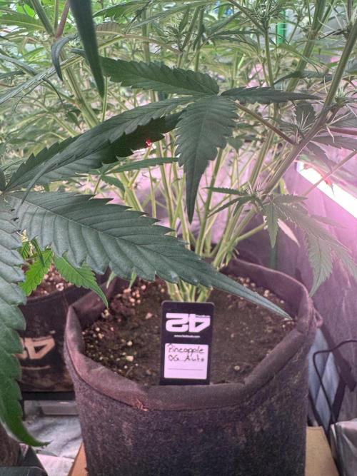 Pinapple OG @Fastbuds. Week 6