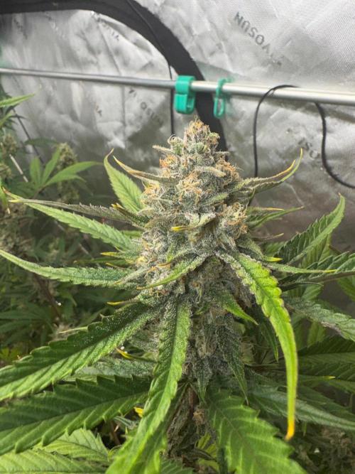 Parament G. Week 9