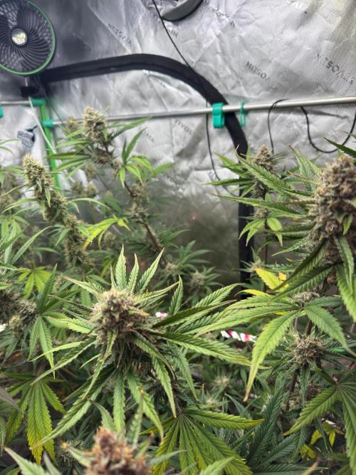 Parament G. Week 9