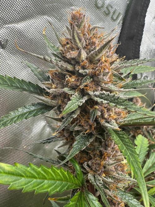 Donutz. Week 9