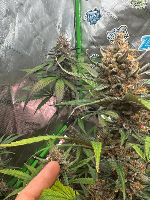 Donutz. Week 9